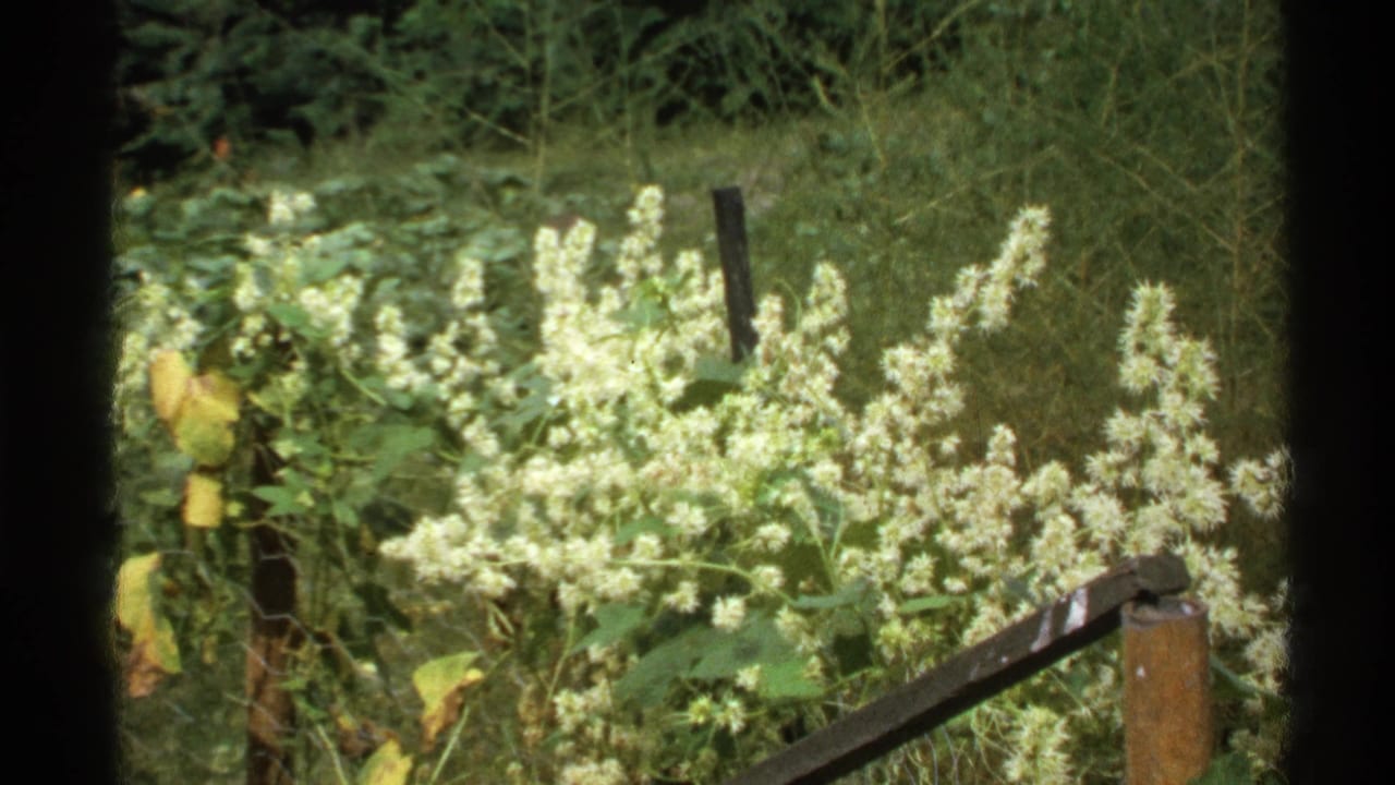 Dense white flower clusters and green plants framed by dark film borders in a clearing.