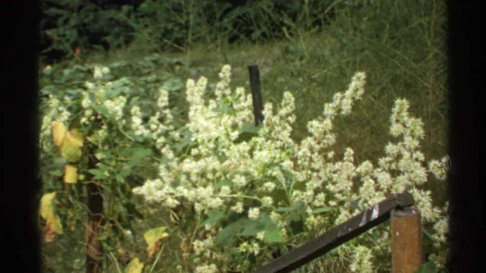 1972 Isle Royale home-movie frame with white blossoms, broad green leaves, grass, and a dark fence post in the background.