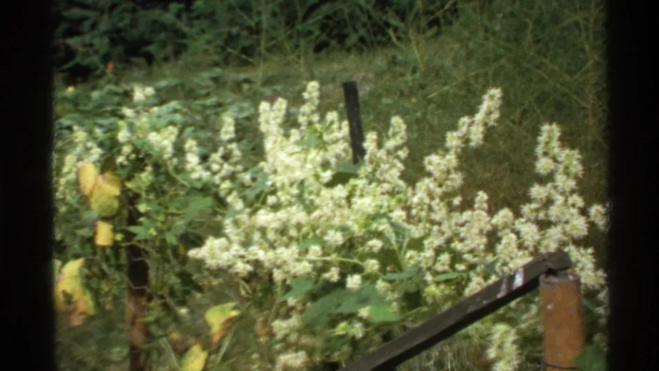 1972 Isle Royale 8mm frame of white wildflowers and green foliage beside a wooden post and rail in soft outdoor light.