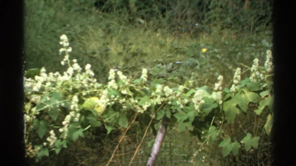 1972 Isle Royale frame showing white wildflowers across the foreground, with green leaves, grass, and forest vegetation behind.