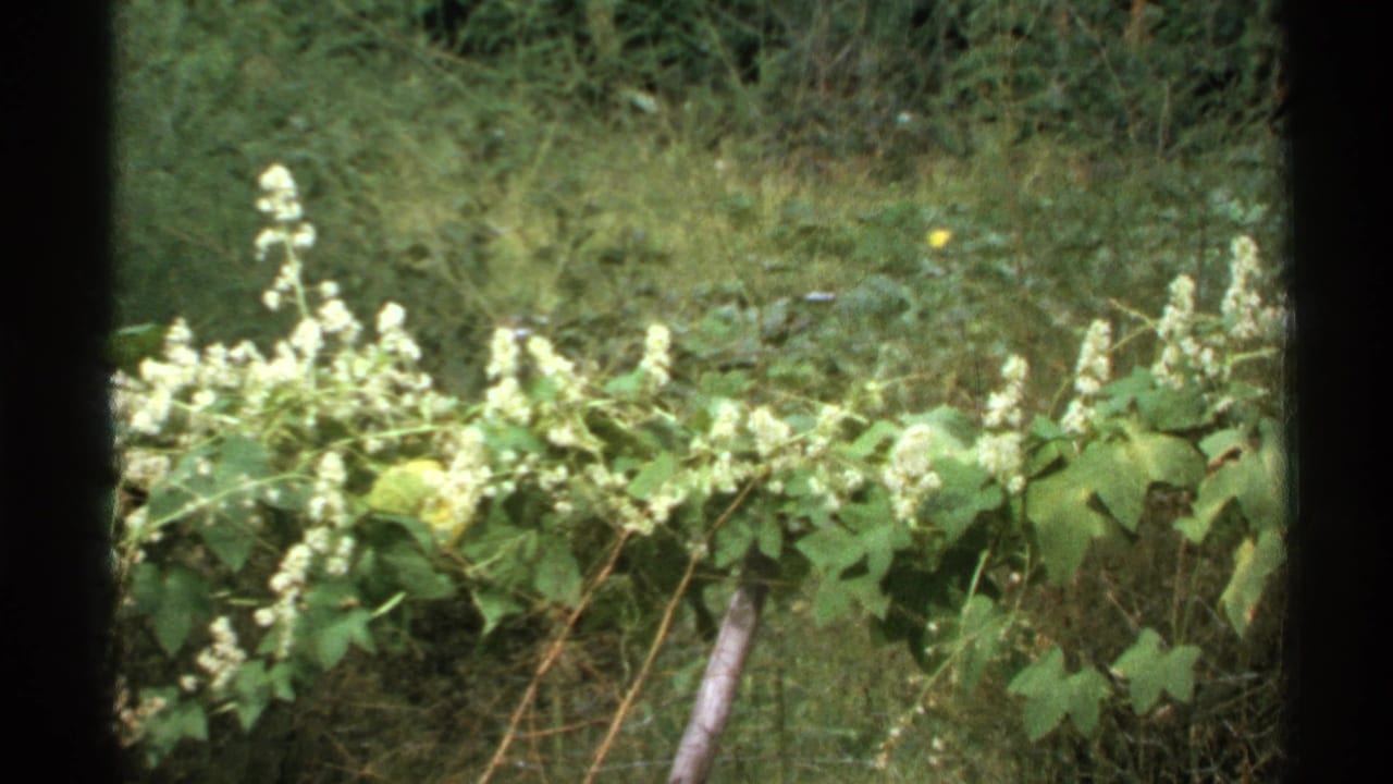 1972 Isle Royale 8mm frame showing white flowering vines, dense green foliage, and a wire fence against forest undergrowth.