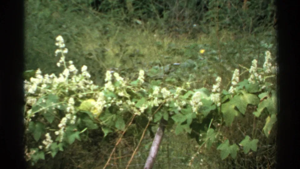 1972 Isle Royale 8mm frame showing white flowering vines, dense green foliage, and a wire fence against forest undergrowth.