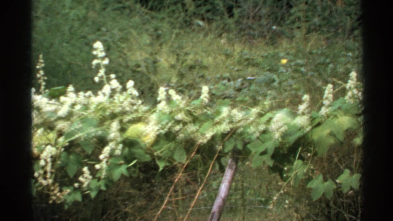 Dense green foliage with small white flowers along a fence line.
