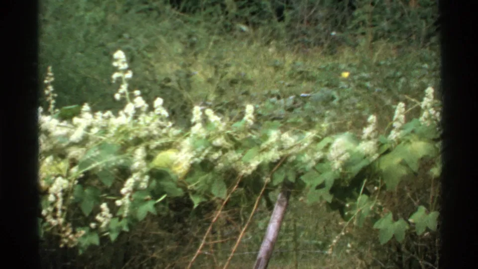 Isle Royale home-movie frame with white blossoms, broad green leaves, a faint wire fence, and wooded vegetation in the background.