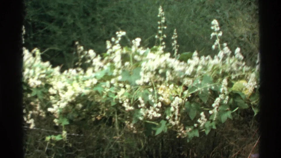 1972 8mm nature frame from Isle Royale showing flowering vines, layered leaves, and a wire fence in soft green forest light.