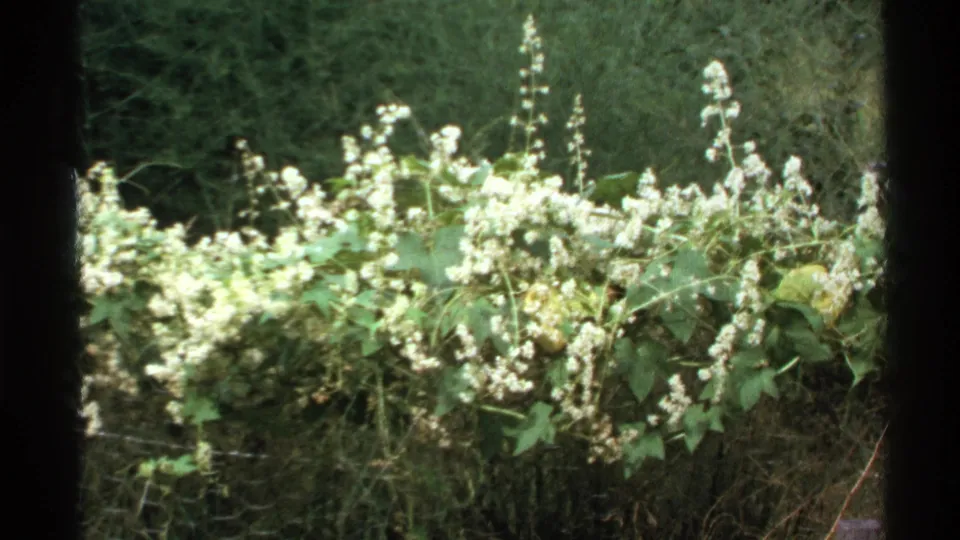 Final Isle Royale frame showing white flower clusters, vine leaves, fence mesh, and shaded forest undergrowth on 8mm film.