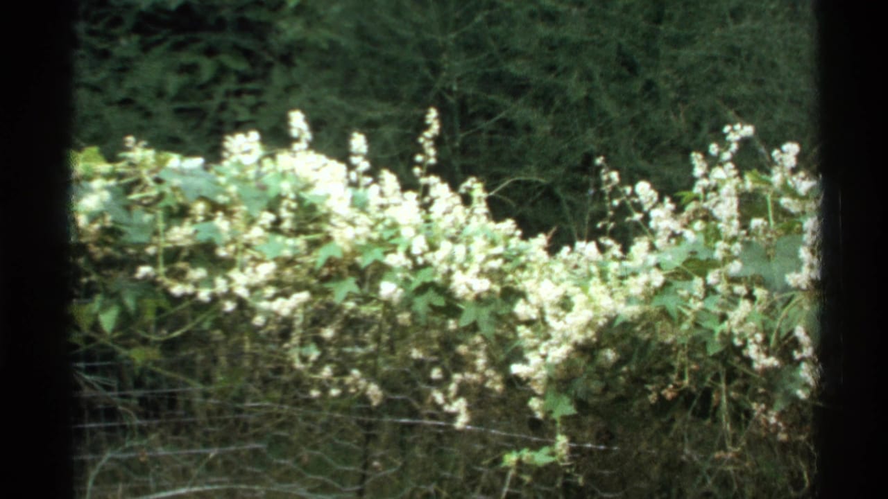 1972 Isle Royale 8mm frame showing white wildflowers, green foliage, dry branches, and wire fencing at the edge of a wooded area.