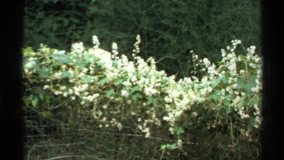 1972 Isle Royale 8mm frame showing white wildflowers, green foliage, dry branches, and wire fencing at the edge of a wooded area.