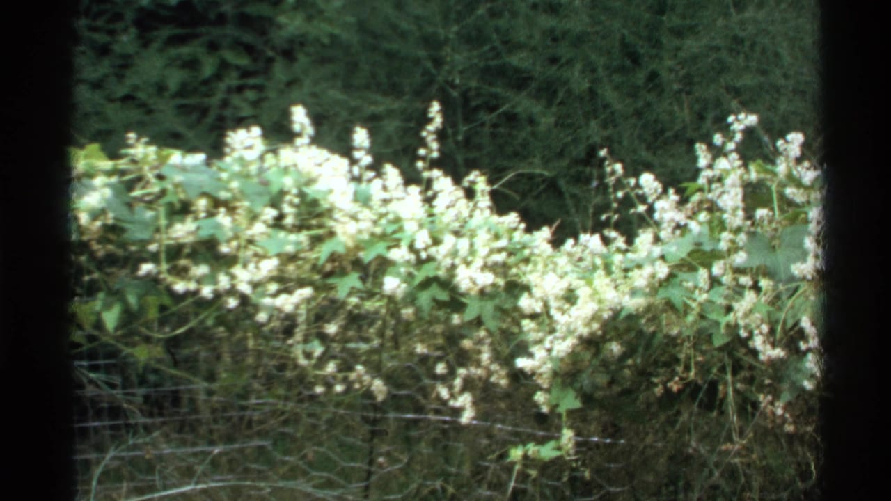 Cluster of pale flowers and leaves along a fence with dark film borders.