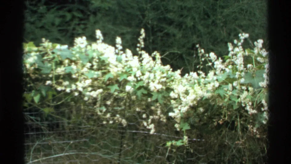 1972 Isle Royale 8mm view of white wildflowers tangled with leafy growth, dry stems, and wire fencing against dark woods.