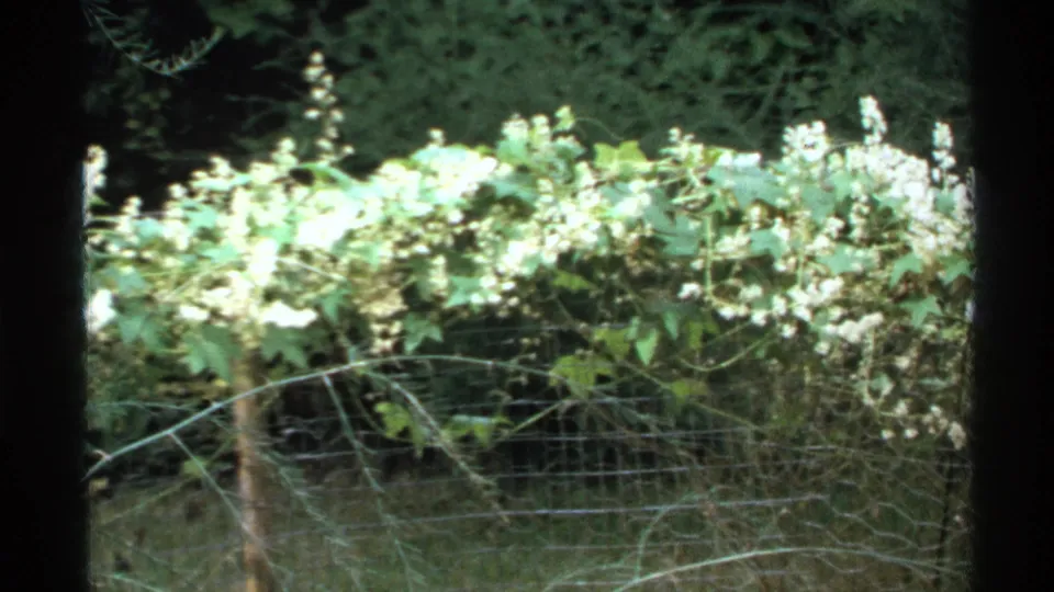 1972 Isle Royale frame with bright green foliage, white blossoms, thin fence wire, dry branches, and shaded trees behind.