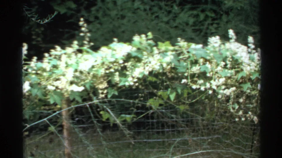 1972 Isle Royale home-movie frame showing dense vegetation, white flowers, wire fencing, and dark tree shade.