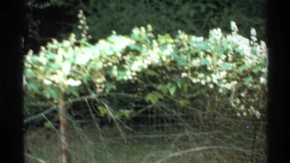 1972 Isle Royale frame with bright foliage, tangled vines, and a low wire fence crossing the shaded forest edge.