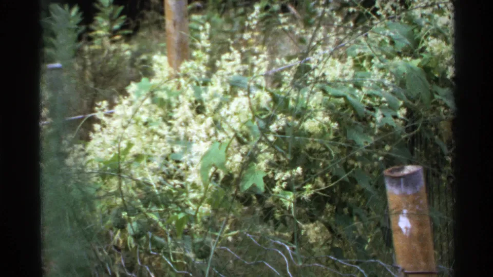 1972 Isle Royale home-movie frame showing a weathered fence post, wire mesh, vines, and overgrown forest plants.