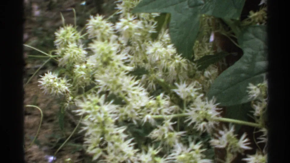 1972 Isle Royale 8mm frame showing pale white wildflowers, broad green leaves, and a soft forest-floor background.