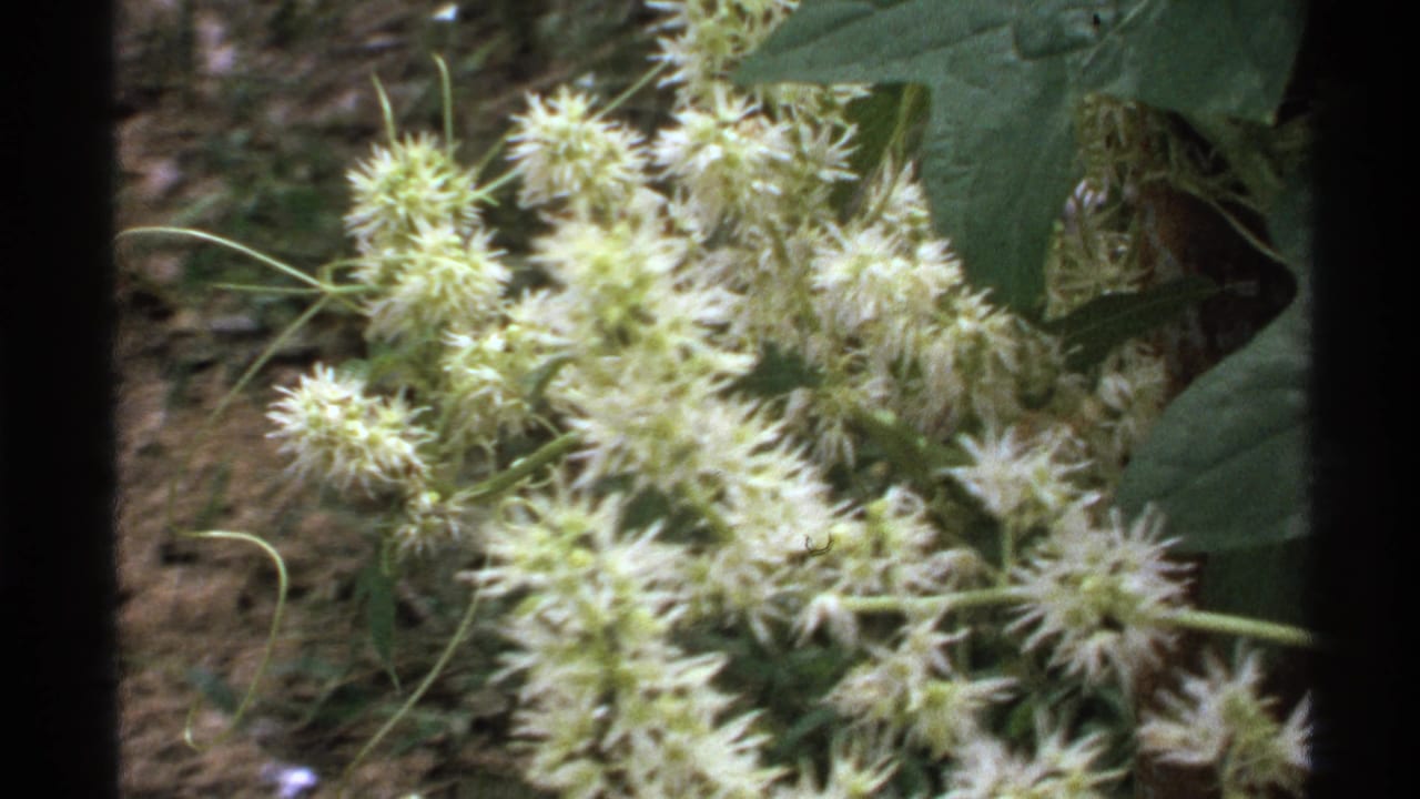 White blossoms and green leaves seen in soft focus with a vertical dark film edge.