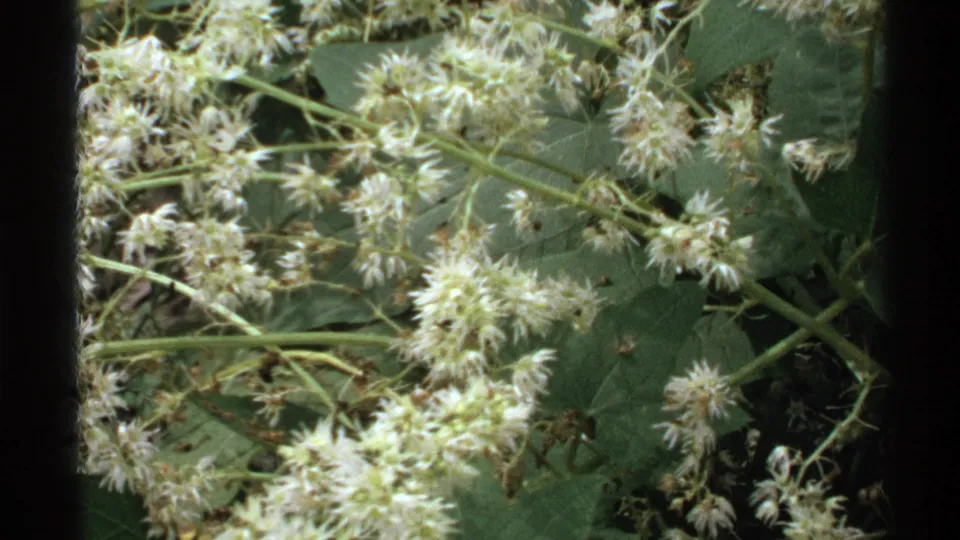 1972 Isle Royale 8mm still with dense white flower clusters, crossing stems, and leafy green foliage.