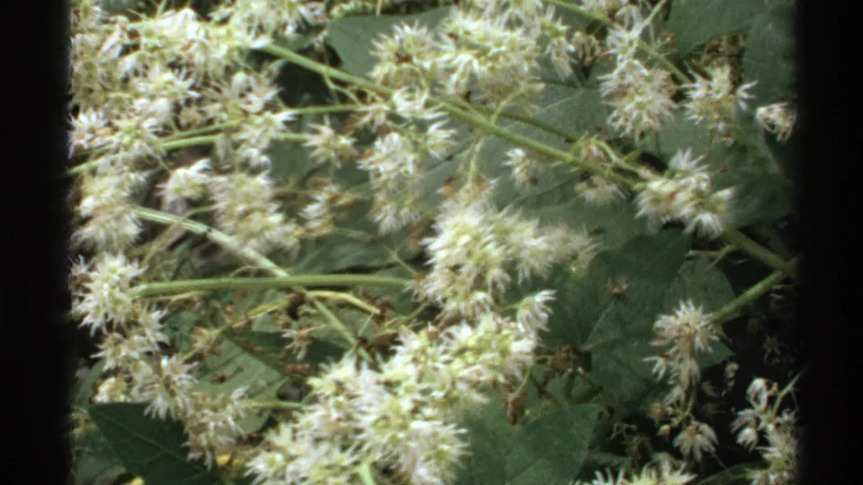 Final 1972 Isle Royale frame showing white wildflower clusters over green leaves with visible 8mm grain and border shadows.