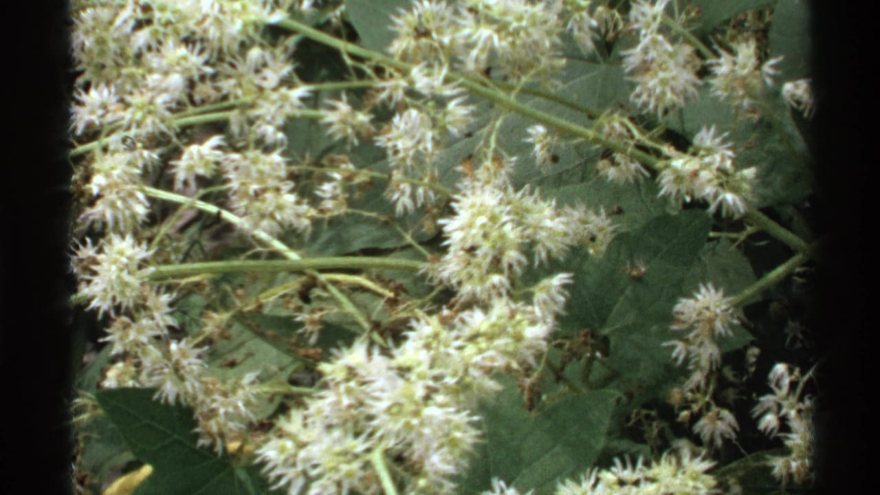 1972 Isle Royale home-movie frame showing white wildflowers, green leaves, and stems in a shaded forest close-up.