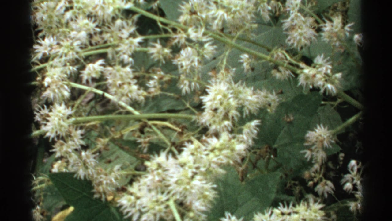 Close view of pale wildflowers, leaves, and stems in forest undergrowth.