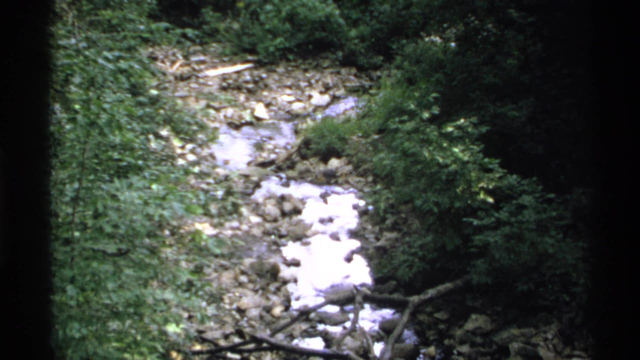 Rocky forest stream flowing through dense green foliage.