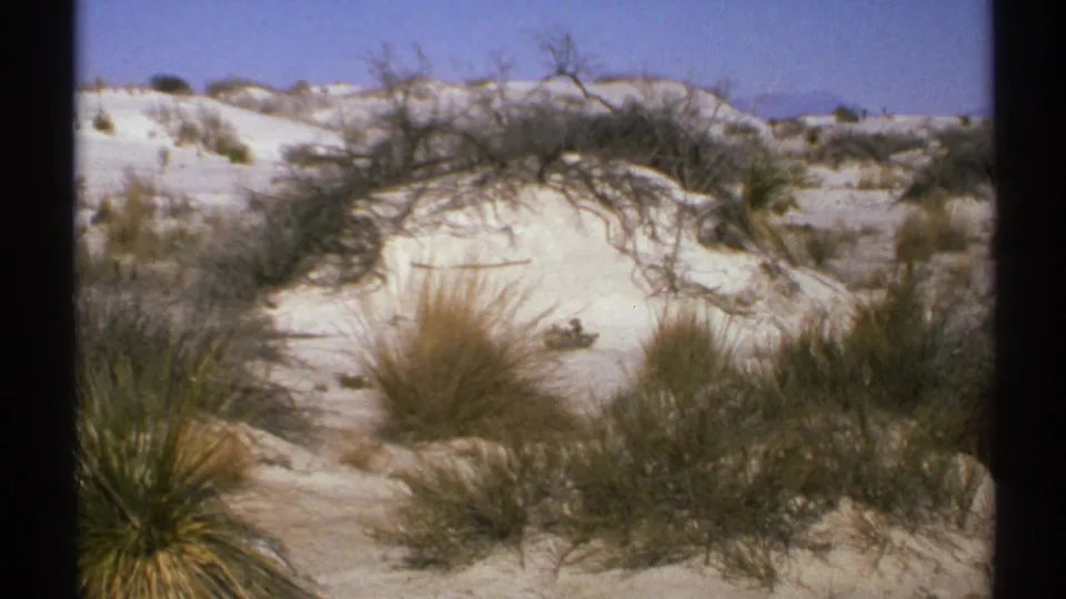 1972 New Mexico desert view with white dunes, scrubby bushes, and a branching dry shrub in the foreground.