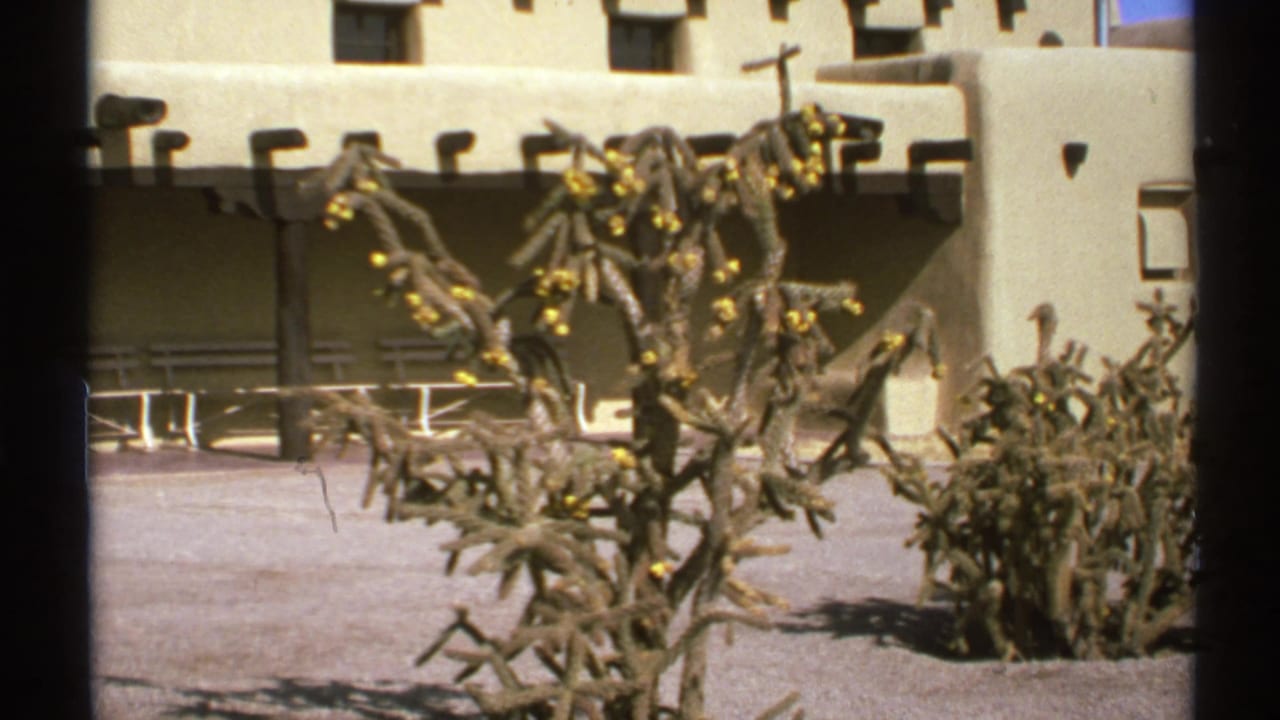 Cholla cactus and yellow flowers framed against adobe-style walls.