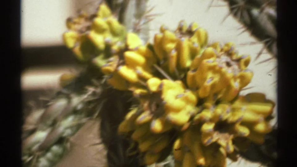 Close 1972 New Mexico 8mm view of yellow cholla blossoms with cactus spines and soft adobe background.