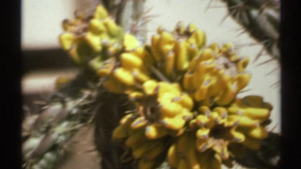 1972 New Mexico 8mm frame showing yellow cactus blooms and spiny cactus growth in a tight, sunlit close-up.