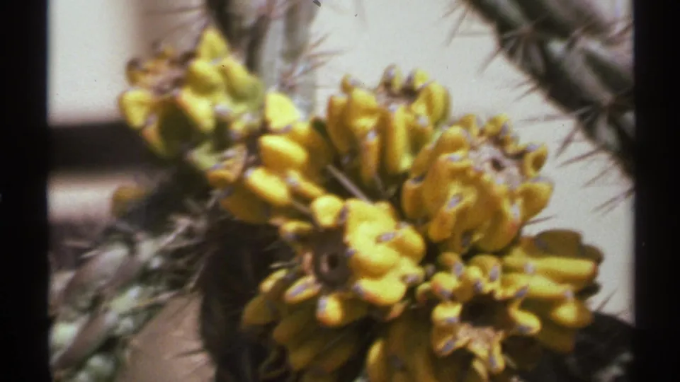 Soft 8mm close-up of yellow cactus flowers and thorny stems, consistent with the New Mexico travel footage metadata.