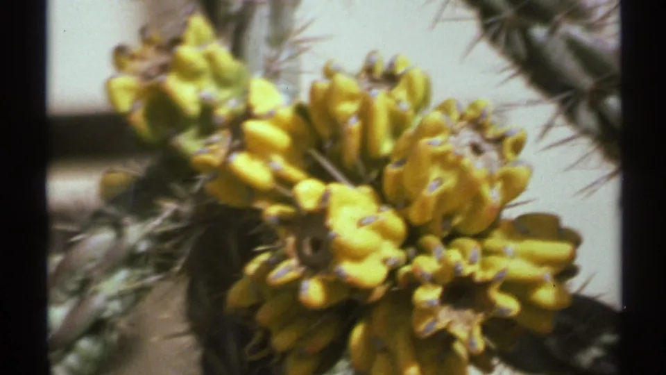 1972 New Mexico home-movie frame with yellow cactus flowers filling most of the view, softened by 8mm focus and grain.