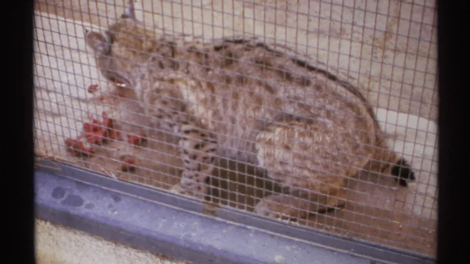 1972 New Mexico zoo footage appears to show a bobcat-like spotted feline behind wire mesh, feeding on red meat inside an enclosure.