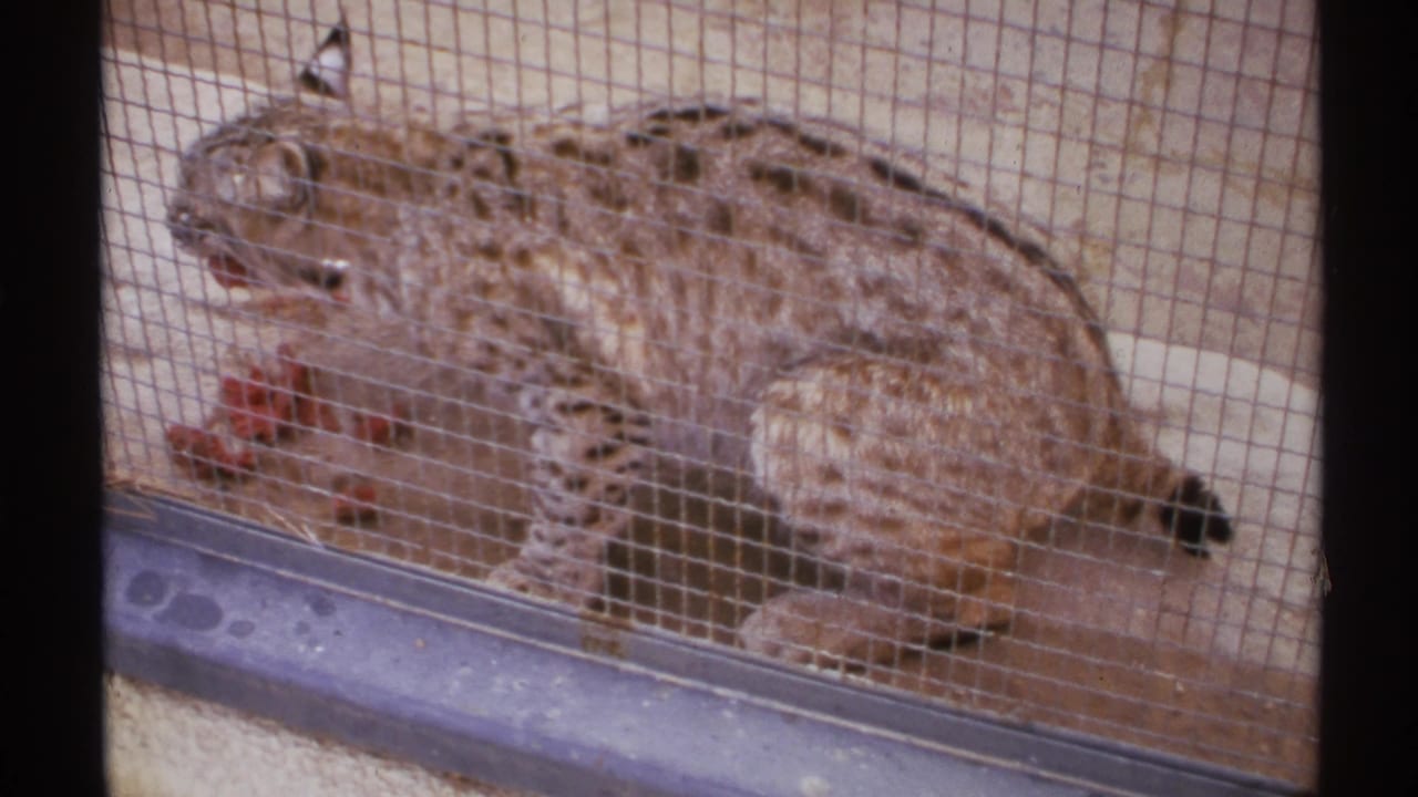 A tuft-eared spotted wild cat feeds behind wire mesh in a New Mexico 1972 8mm home-movie frame.
