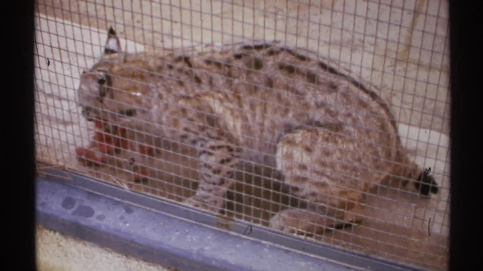 The wild cat remains behind cage mesh, head lowered toward red food in the 1972 New Mexico 8mm footage.