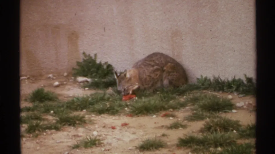 A spotted wild cat feeds on red food in a sparse outdoor enclosure with grass and a stucco-like wall.
