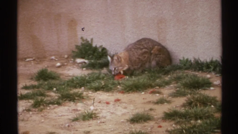 The wild cat crouches by red food on patchy grass and dirt, framed against a pale enclosure wall.