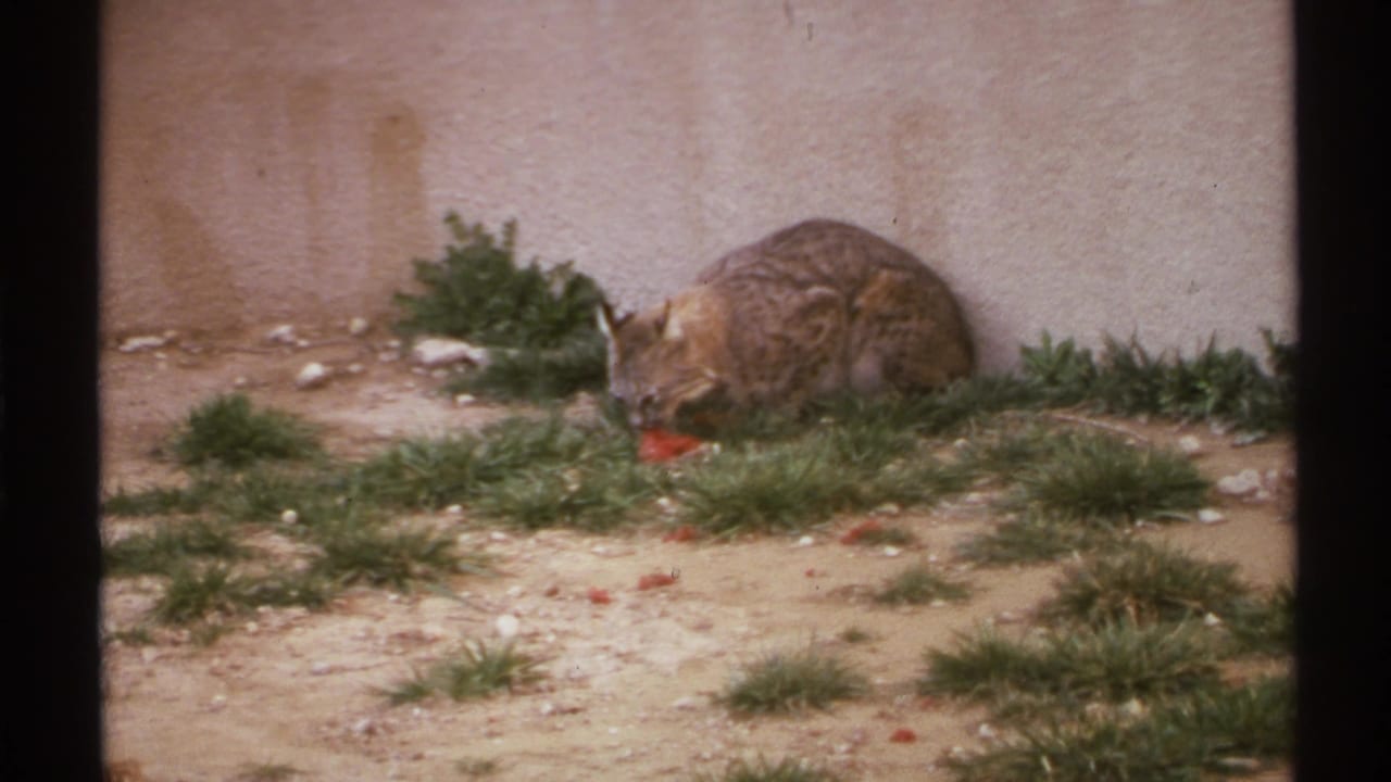 Bobcat crouching near a stucco wall while eating red food on sandy ground.