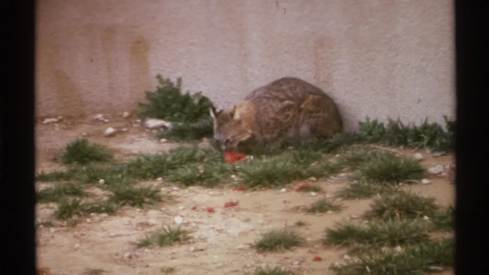 1972 New Mexico 8mm frame of a bobcat crouched beside a stucco wall, feeding on red food among sparse grass and stones.