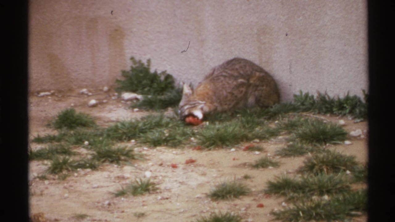 Bobcat eating on sandy ground beside a stucco wall and low grass.