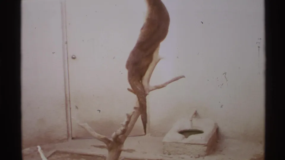 1972 8mm home-movie frame showing a mounted animal hide or pelt on a branch-like support against a pale wall, possibly a rustic display.