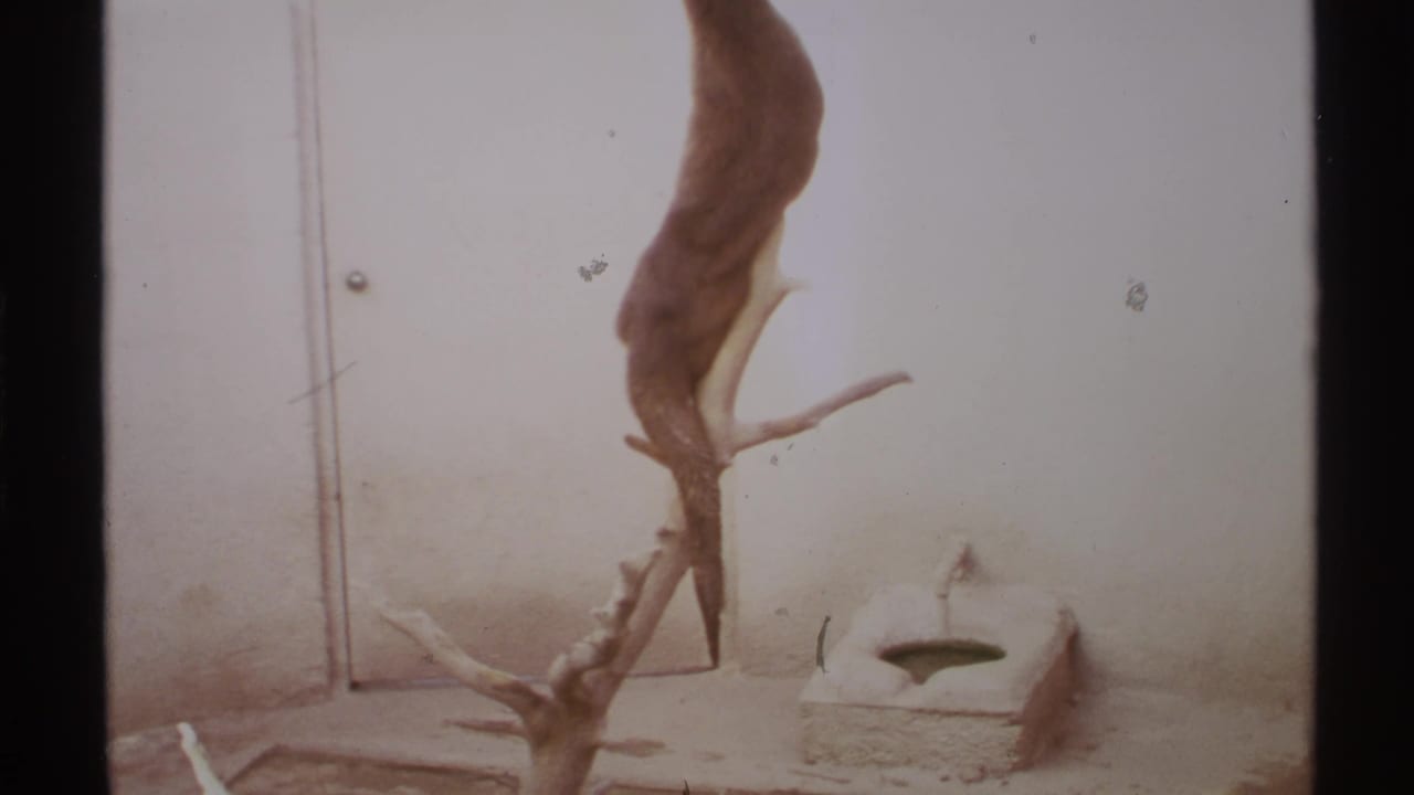 1972 8mm New Mexico home-movie frame showing a sea otter resting on sandy ground near a pale wall and mounted hide.