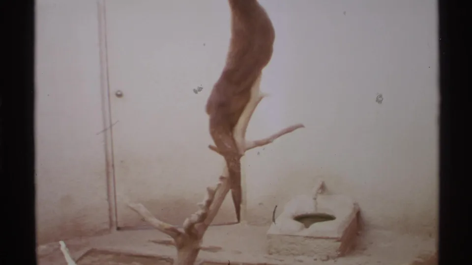 1972 8mm New Mexico home-movie frame showing a sea otter resting on sandy ground near a pale wall and mounted hide.