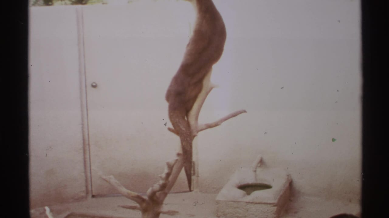 1972 8mm New Mexico frame of a sea otter lying in a sandy enclosure below a hanging animal hide and branch.