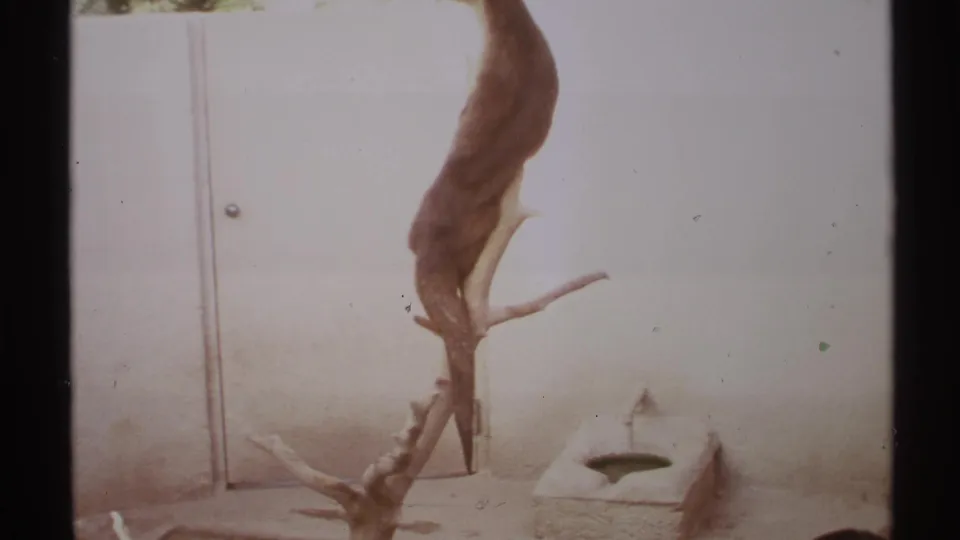 1972 8mm New Mexico frame of a sea otter lying in a sandy enclosure below a hanging animal hide and branch.