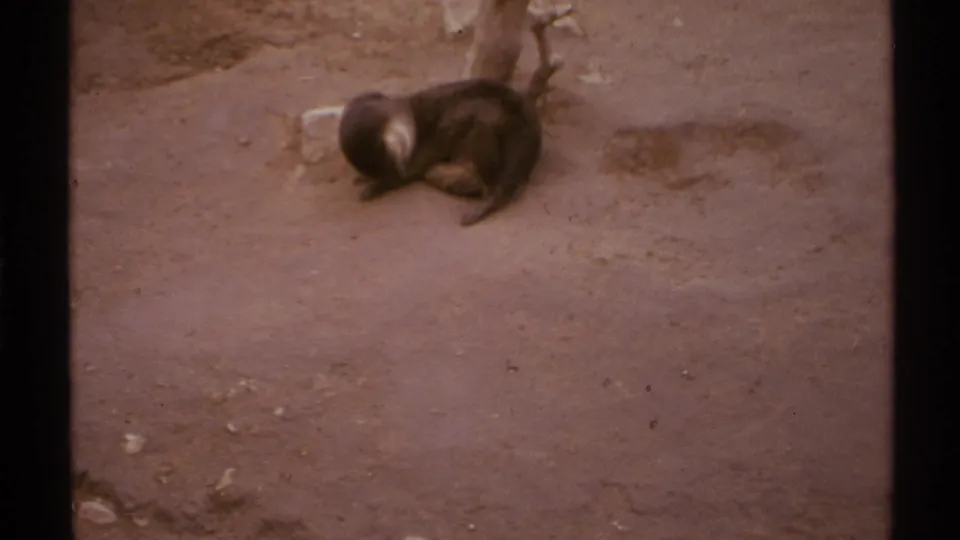 1972 8mm New Mexico home-movie frame with the otter curled on the sandy floor, partly below a branch and hanging hide.