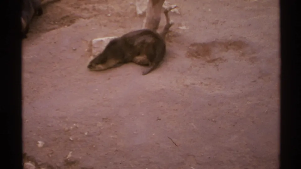 1972 8mm New Mexico frame showing the sea otter stretched out on sandy ground beside a plain wall and rustic branch display.