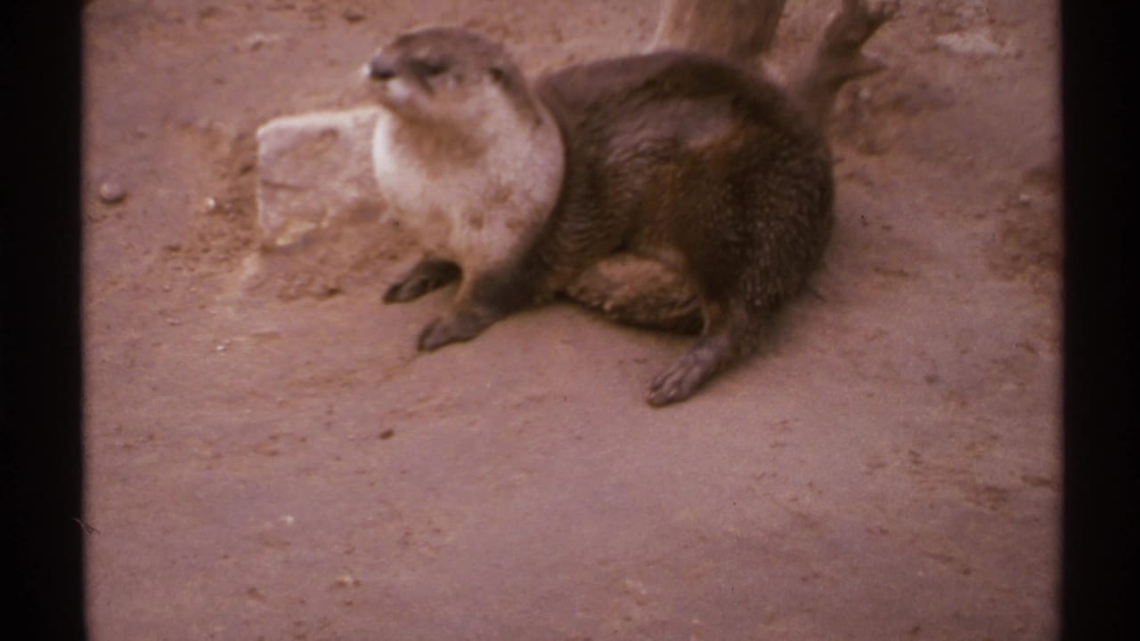 Young otter with dark fur and a pale chest sits on sandy ground in a likely New Mexico zoo enclosure, 1972.