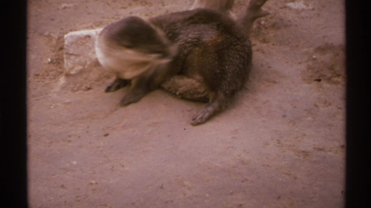 The otter bends or turns on the sandy enclosure floor, with soft 8mm motion blur and muted 1970s color.