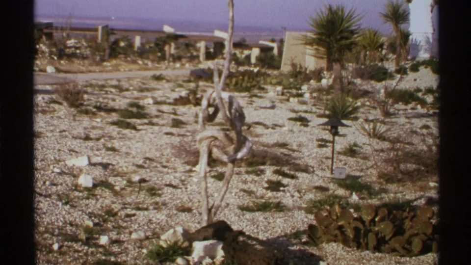 1972 New Mexico 8mm view of dry ornamental landscaping, with gravel, cactus, yucca-like plants, and a weathered wooden sculptural form.