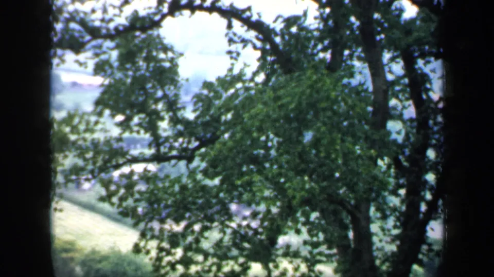 1949 England home-movie frame with tall foreground trees, dense leaves, and green farmland visible through gaps.